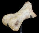 Tyrannosaur Toe Bone On Stand - Aguja Formation, Texas #51398-2